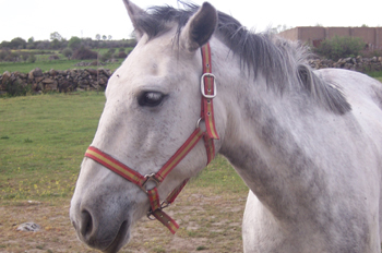 Primer plano de caballo