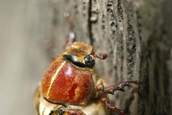 Escarabajo sanjuanero rayado (Anoxia australis)