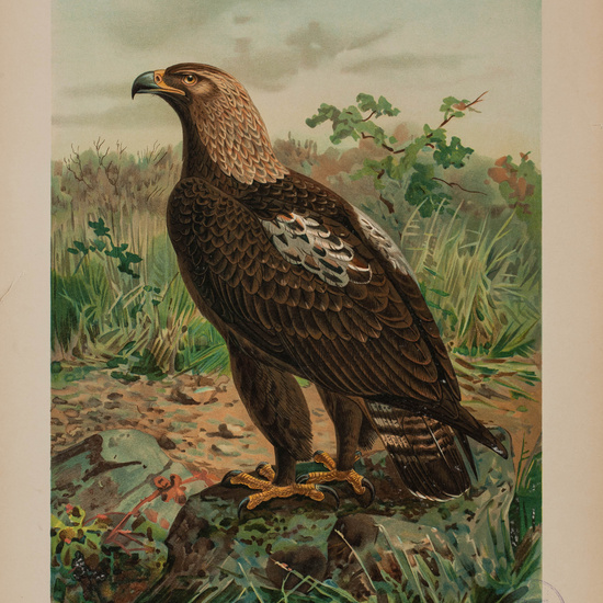 IES_CARDENALCISNEROS_AVES_LAMINAS_190