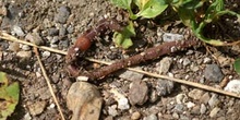 Lombriz de tierra (Lumbricus terrestris)