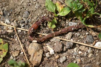 Lombriz de tierra (Lumbricus terrestris)