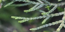 Ciprés - Detalle (Cupressus sp.)