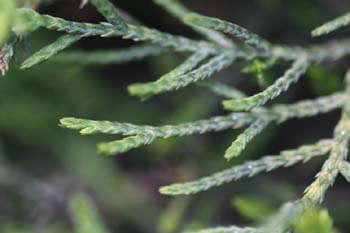 Ciprés - Detalle (Cupressus sp.)