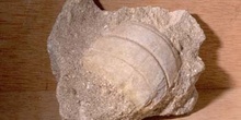 Myliobatis dixoni (Pez) Paleoceno