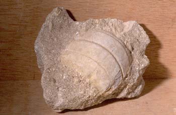 Myliobatis dixoni (Pez) Paleoceno
