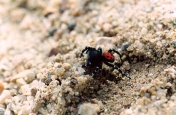 Araña moteada saltadora - Macho (Eresus niger)