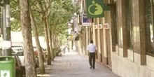 Plátano - Porte (Platanus orientalis)