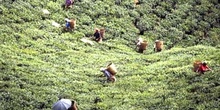 Recogida de la hoja en una plantación de té, Dajeerling, India