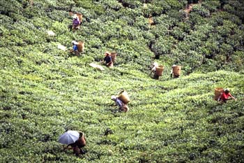 Recogida de la hoja en una plantación de té, Dajeerling, India