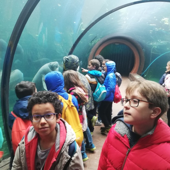 FAUNIA. 5º curso 31