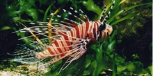 Pez escorpion (Pterois antenata)