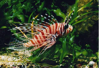 Pez escorpion (Pterois antenata)