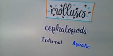 Worms and Molluscs 1ºB IES PAL 21-22