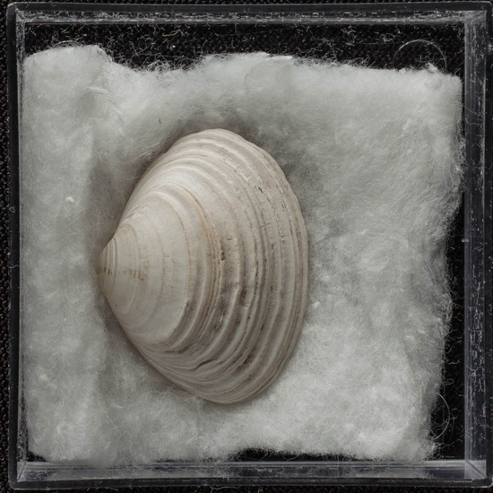 IES_ISABELLACATOLICA_BIOLOGIA_412