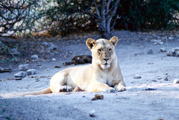 Leona, Botswana