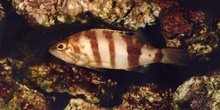 Merillo (Serranus hepatus)