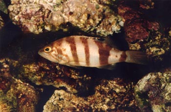 Merillo (Serranus hepatus)