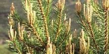 Pino silvestre - Brotes (Pinus sylvestris)