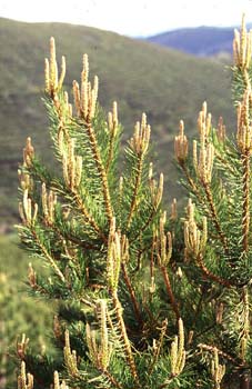 Pino silvestre - Brotes (Pinus sylvestris)