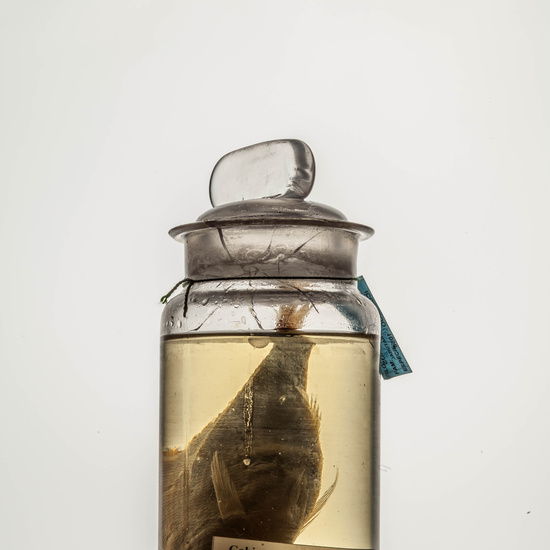 IES_CARDENALCISNEROS_CIENCIASNATURALES_129