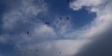 Gaviota, Parque de las Islas del Golfo, Victoria