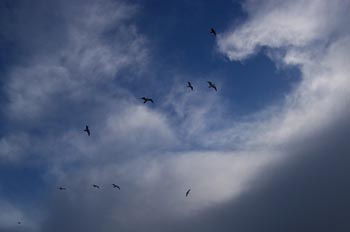 Gaviota, Parque de las Islas del Golfo, Victoria