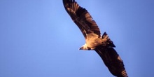 Buitre leonado - Parque de Monfragüe, Cáceres