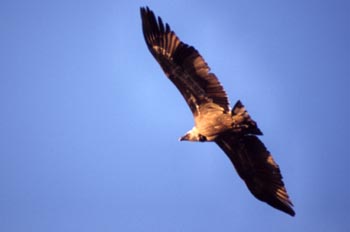 Buitre leonado - Parque de Monfragüe, Cáceres