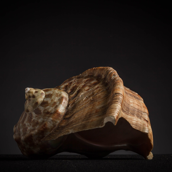 IES_CARDENALCISNEROS_CONCHAS_152