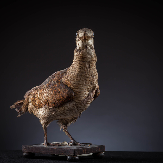 IES_SANISIDRO_MUSEO_Aves_026