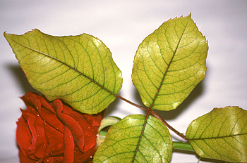 Hojas de una rosa