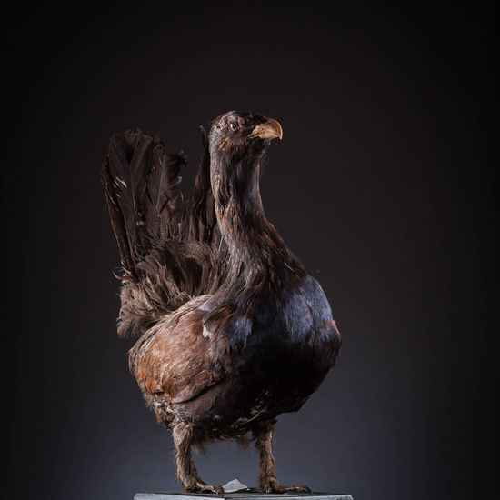 IES_SANISIDRO_MUSEO_Aves_078