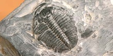 Elrathia kingii (Trilobites) Cámbrico