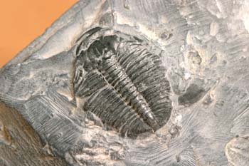 Elrathia kingii (Trilobites) Cámbrico