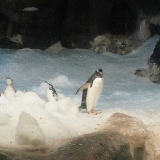 Parque de la Naturaleza. Faunia. 5º Curso. 6