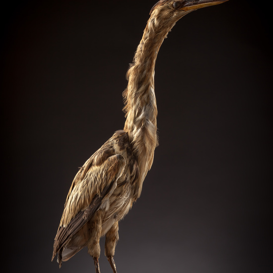 IES_CERVANTES_BIOLOGIA_004