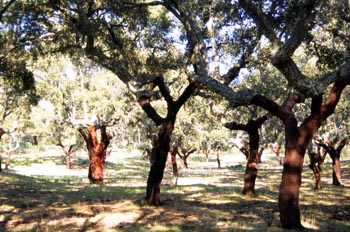 Alcornocal - Parque de Monfragüe, Cáceres
