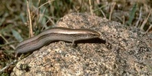 Eslizón ibérico (Chalcides bedriagai)