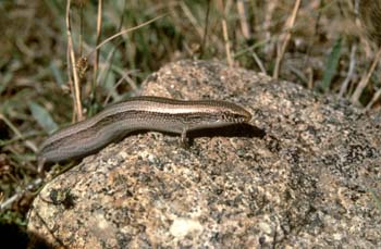Eslizón ibérico (Chalcides bedriagai)