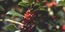 Acebo - Fruto (Ilex aquifolium)