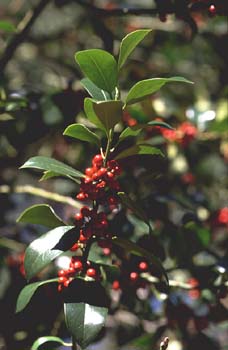 Acebo - Fruto (Ilex aquifolium)