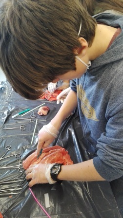 2018_02_09_DISECCION CORAZON Y PULMONES_SEXTO_CEIP FDLR_LAS ROZAS_2 5