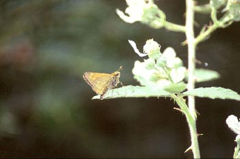 Hespérido (Hesperiidae fam.)