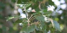 álamo cano - Hoja (Populus canescens)
