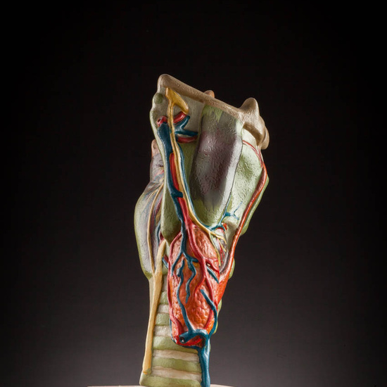 IES_ISABELLACATOLICA_ANATOMIA_044