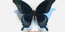 Papilio ascalaphus (Islas Célebes)