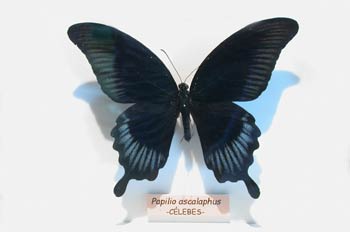 Papilio ascalaphus (Islas Célebes)