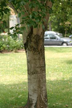 álamo chino (Populus simonii)