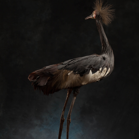 IES_SANISIDRO_MUSEO_Aves_164