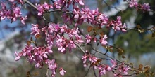 árbol del amor - Flor (Cercis siliquastrum)